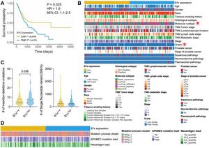 Elevated B7x mRNA expression correlates with poor prognosis in advanced or metastatic muscle-invasive bladder cancer (MIBC) patients