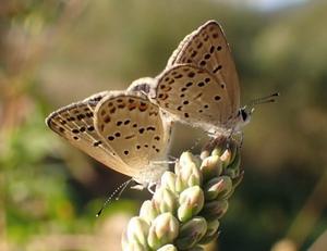 Fischer’s Blue butterfly