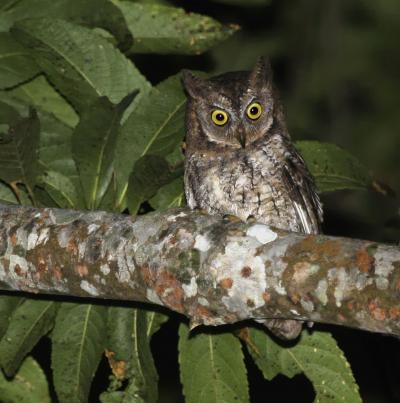<i>Otus jolandae</i> (2 of 2)