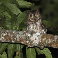 <i>Otus jolandae</i> (2 of 2)