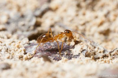 Winter Ant