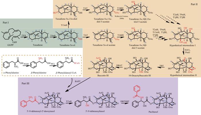 Figure  1.  The paclitaxel biosynthesis pathway in Taxus.