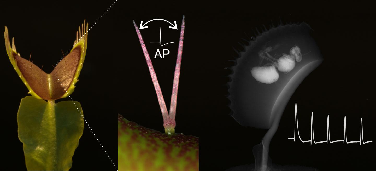 Venus Flytrap Action Potentials