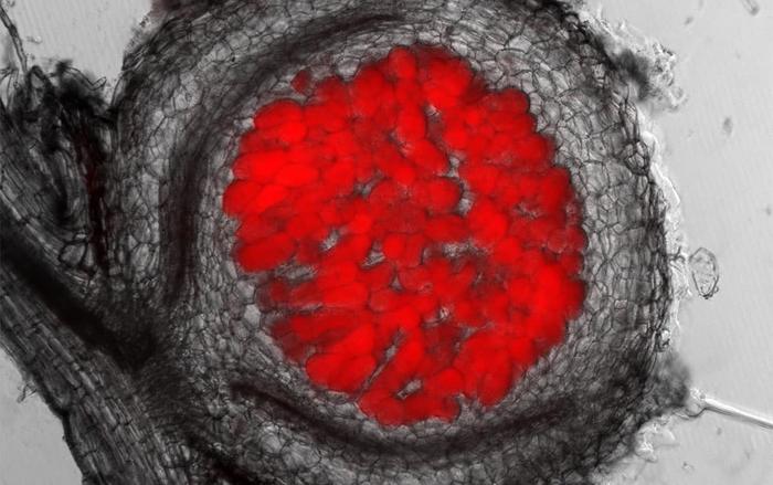 Section of a root nodule from a Lotus japonicus nin mutant expressing the NIN gene from European hazel