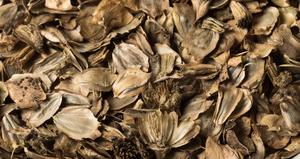Silphium integrifolium seeds