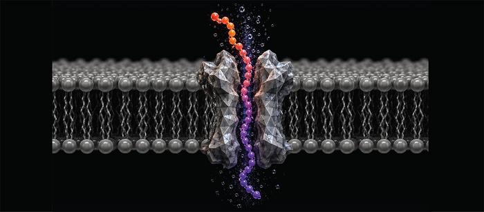 Identifying proteins, molecule by molecule