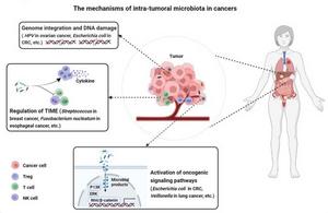 The mechanisms of intra-tumoral microbiota in human cancers.