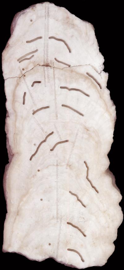 Big Taurius Stalagmite Cross Section