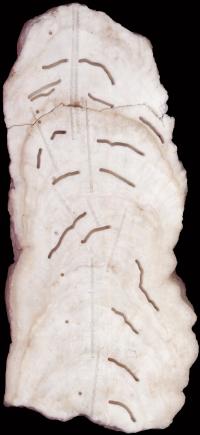 Big Taurius Stalagmite Cross Section