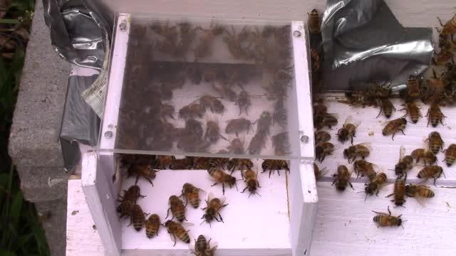 An Interaction Between A Guard And Focal Bee Scored As 'Rejected'