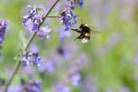 A bumblebee flying within shrubs
