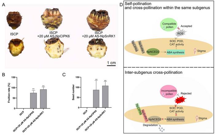 Silencing of NpCIPK6 and NpSnRK1 promotes fruiting in intergeneric crosses between water lily subgenera.