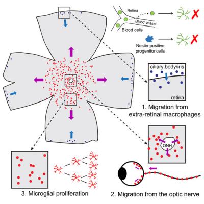 Figure 3. The origins of repopulated microglia in the retina.