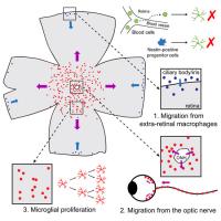 Figure 3. The origins of repopulated microglia in the retina.