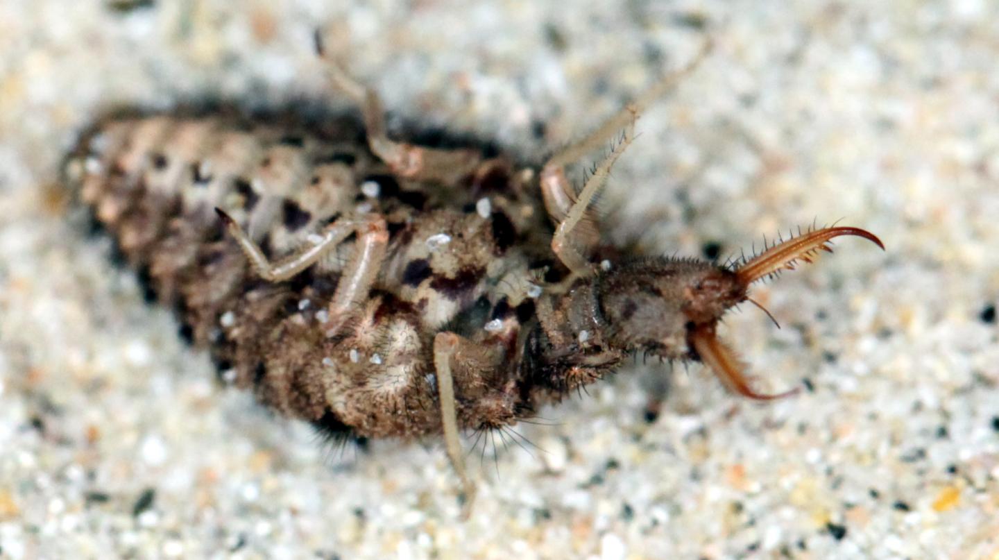 A Belly-Up Antlion Larva