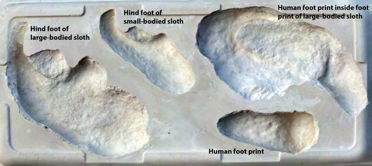 Ancient Humans Stalked Giant Ground Sloths, Fossil Footprints Suggest (9 of 10)