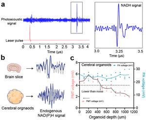 Figure 2.  Photoacoustic detection of NADH with LF-MP-PAM.