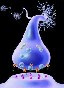 Neuroimmune communication in health and disease