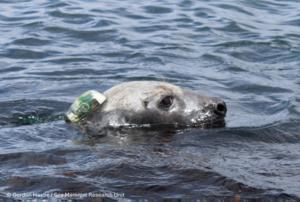 Seal with tracker