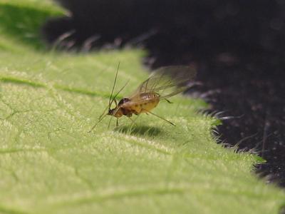 Winged Aphids (2 of 2)