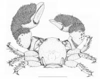 <i>Pachycheles tuerkayi</i> (2 of 2)
