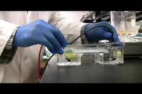 A Natural Treatment for Damaged Arteries?