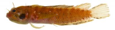 <I>Starksia williamsi</I>