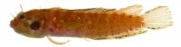 <I>Starksia williamsi</I>
