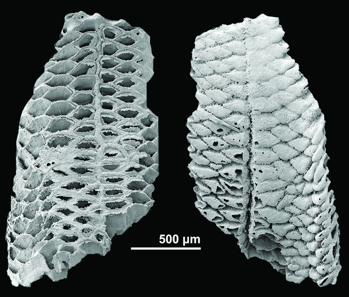 The Cambrian bryozoan Dayingomelission hexaclitia