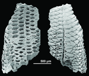 The Cambrian bryozoan Dayingomelission hexaclitia