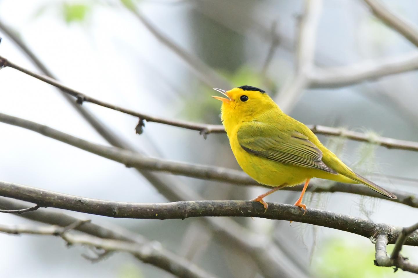 Wilson's Warbler