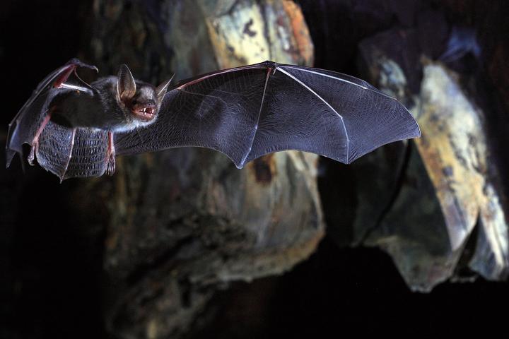 Myotis - Image C
