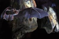 Myotis - Image C
