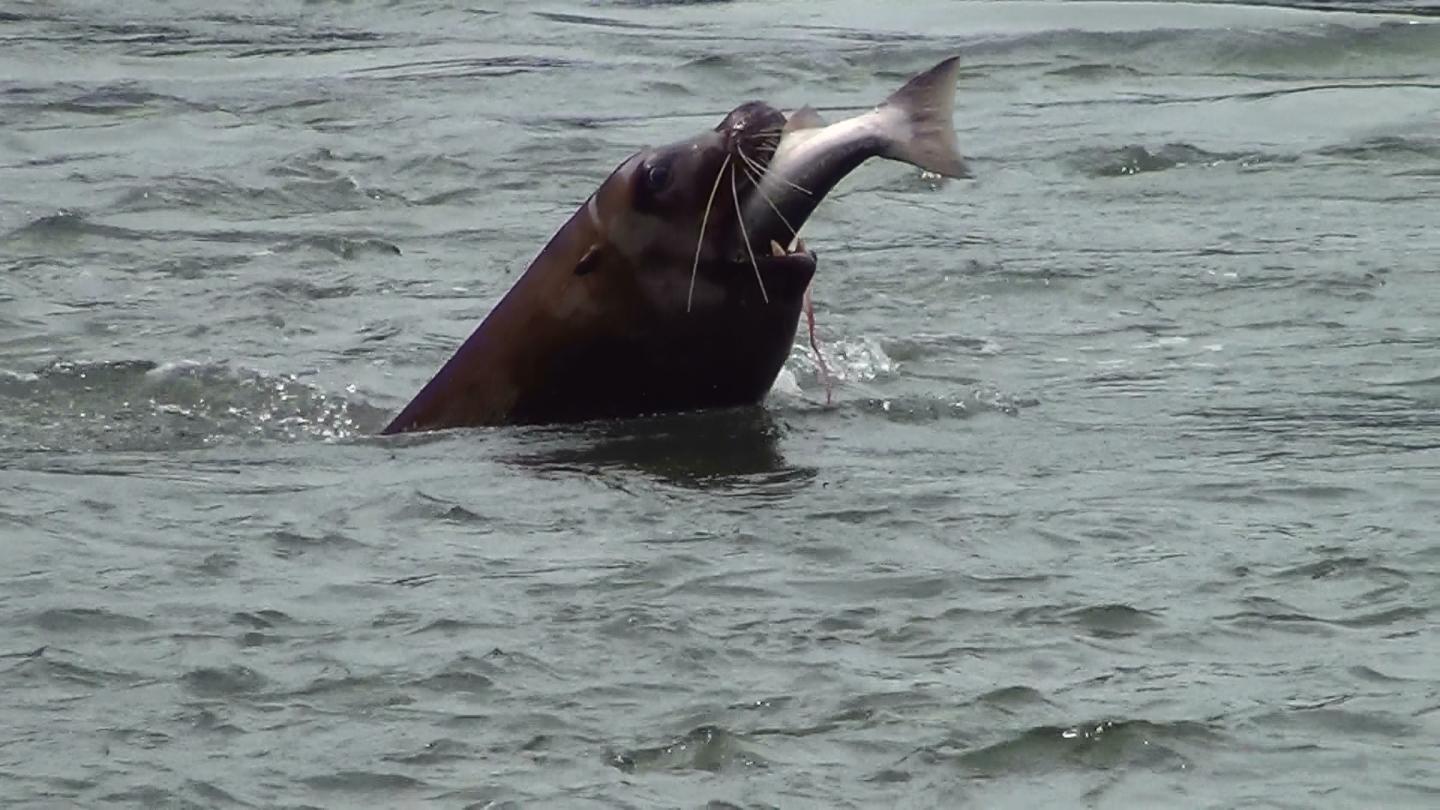 Sea Lion and Salmon