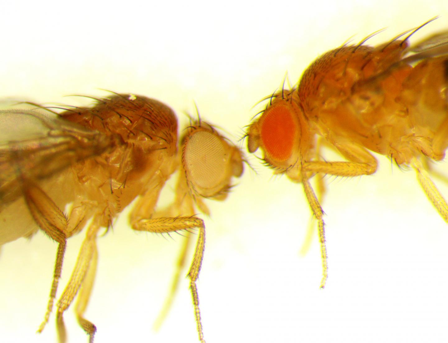 Fruit Fly Model