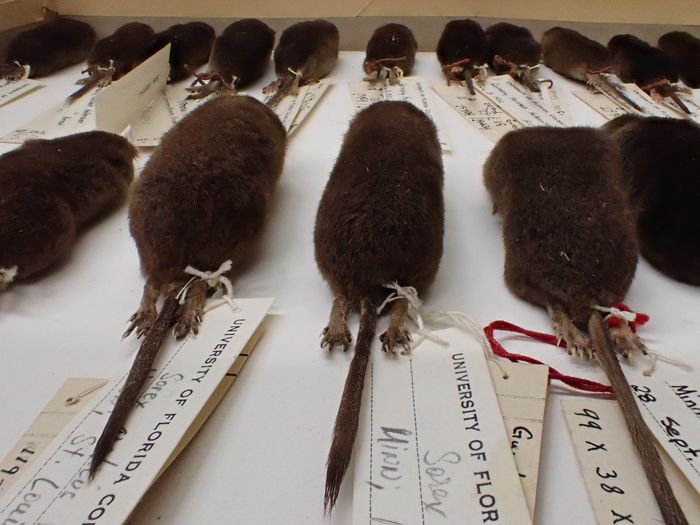 Museum Data Key to Studying Changes in Mammal Size