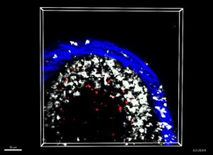Memory B cells interacting with macrophages