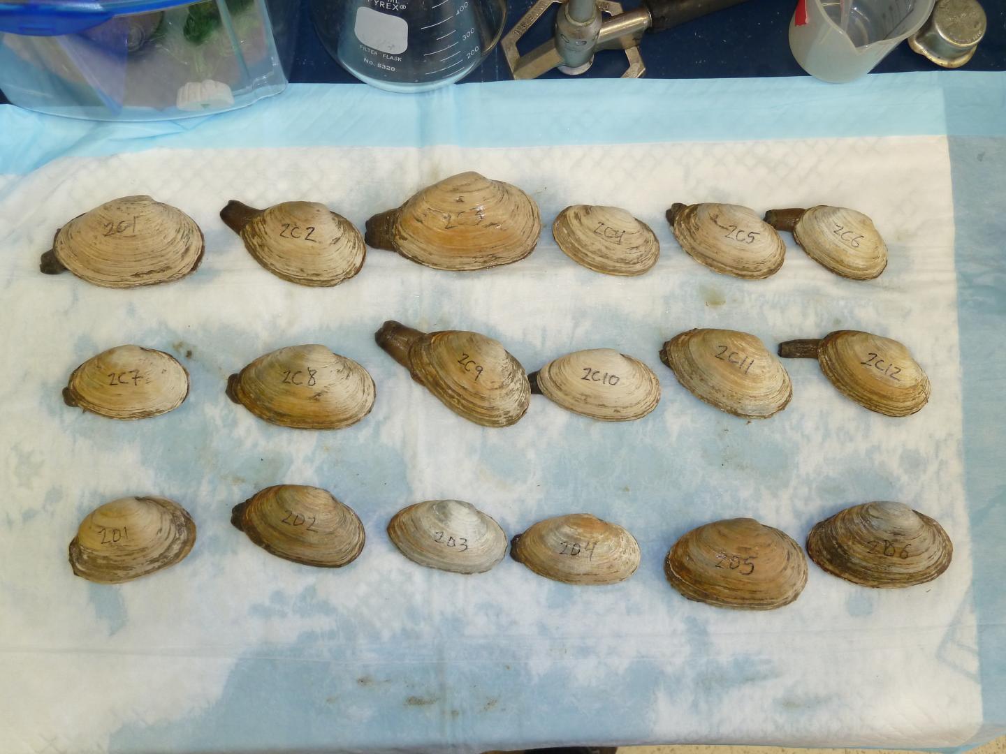 Soft-shell Clams (3 of 3)