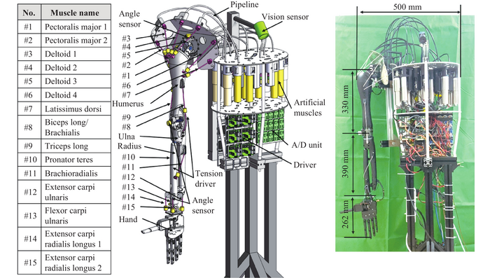 Diagram of the structural design and muscle distribution of the hardware platform