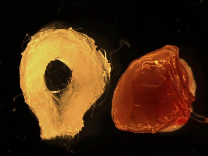 Biodegradable Scaffold and Human Tissue-Engineered Liver