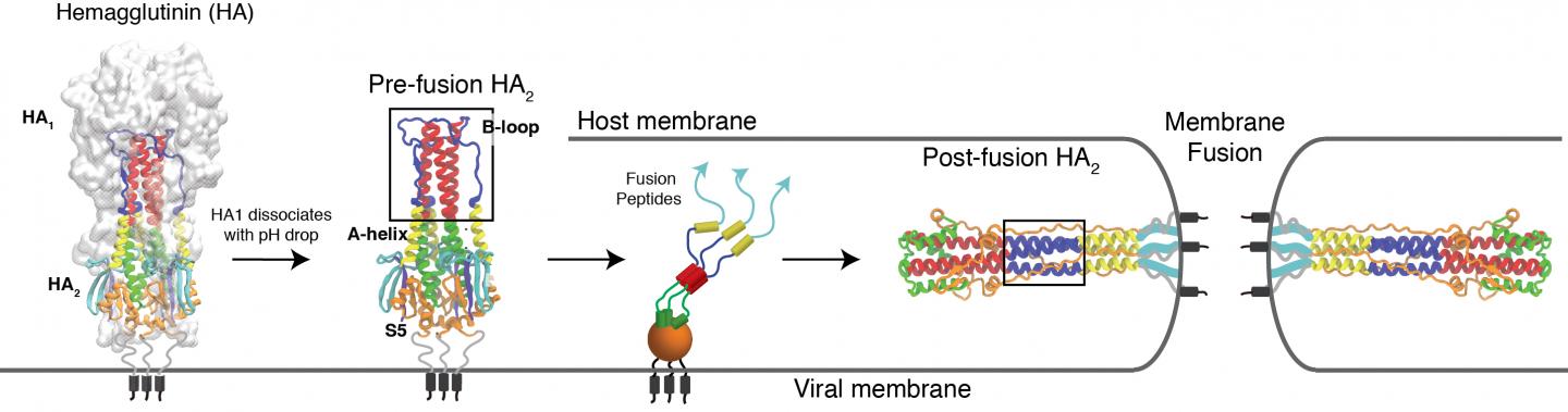 Membrane 1