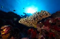 National Marine Sanctuary of American Samoa