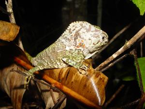Helmeted lizard