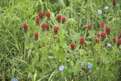 Flower Field