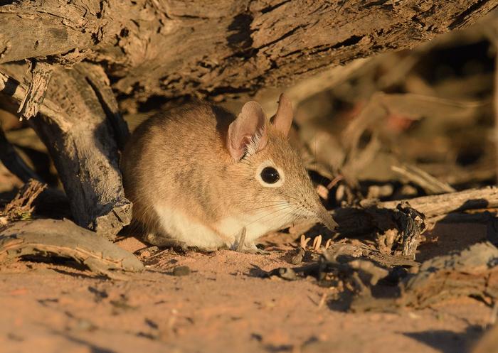 A Bushveld sengi (Elephantulus intufi)