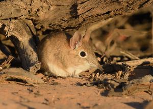 A Bushveld sengi (Elephantulus intufi)