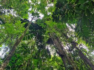 View from below into the treetops of a lowland forest in Costa Rica.