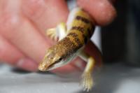 Sandfish Lizard (2 of 2)