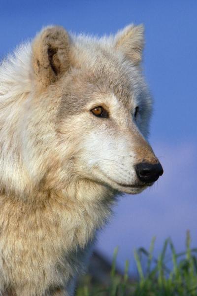 A Wolf in Dog's Clothing? (5 of 5)