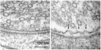 Fusion of synaptic vesicles